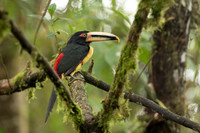 Collared Aracari
