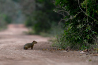 Azara's Agouti