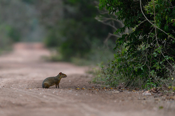 Azara's Agouti