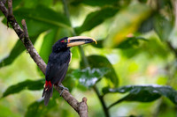 Collared Aracari