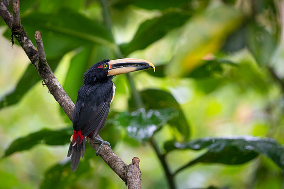 Collared Aracari