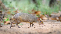 Azara's Agouti