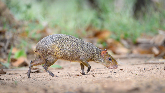 Azara's Agouti