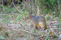 Azara's Agouti