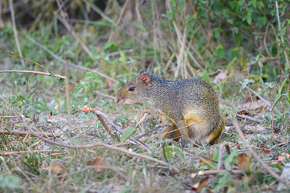 Azara's Agouti