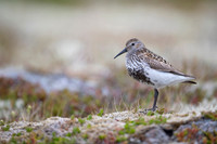 Dunlin  Biegus zmienny