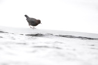 American dipper