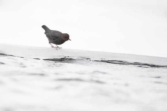 American dipper