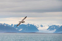 Northern Fulmar