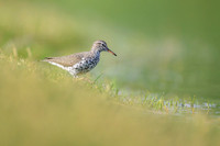 Spotted sandpiper