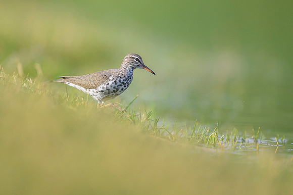 Spotted sandpiper