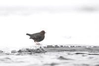 American dipper