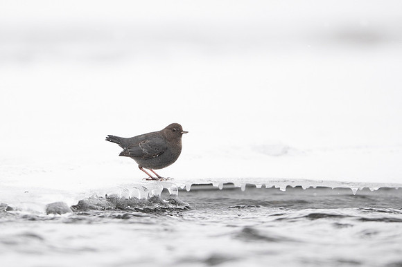 American dipper