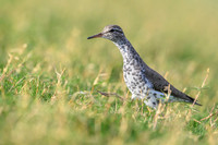 Spotted sandpiper