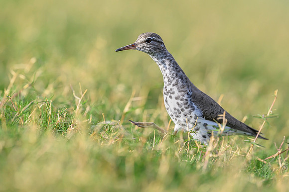 Spotted sandpiper