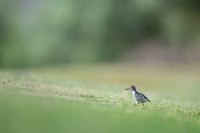 Spotted sandpiper