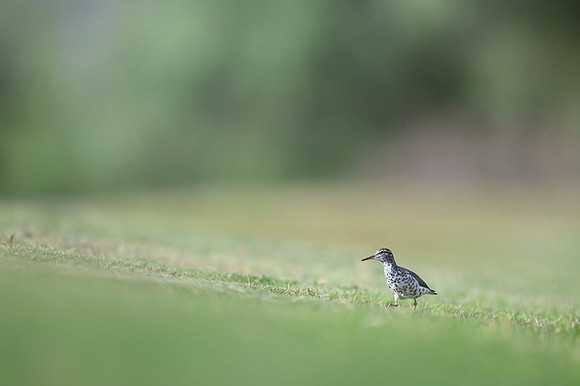 Spotted sandpiper
