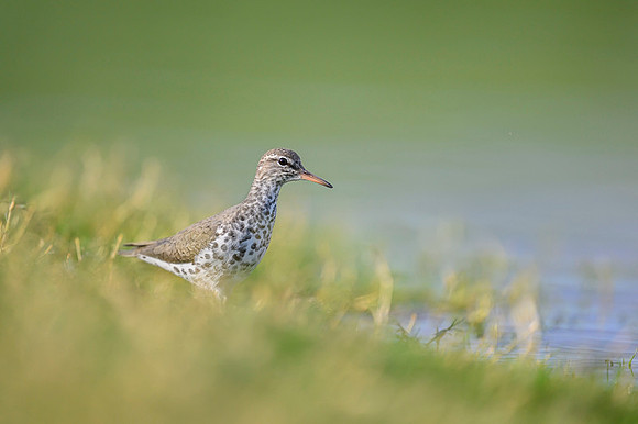 Spotted sandpiper
