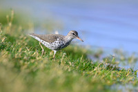 Spotted sandpiper