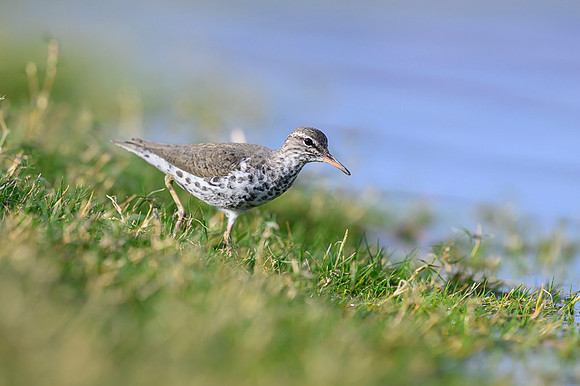 Spotted sandpiper