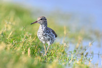 Spotted sandpiper