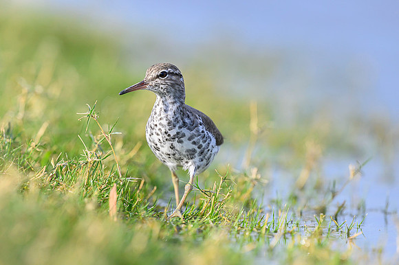 Spotted sandpiper