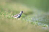 Spotted sandpiper