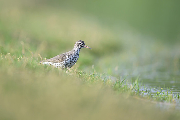 Spotted sandpiper