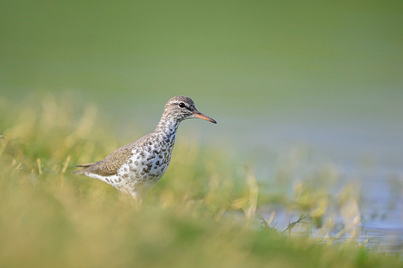 Spotted sandpiper