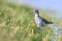 Spotted sandpiper
