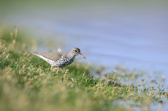 Spotted sandpiper