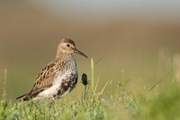 Dunlin  Biegus zmienny