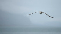 Northern Fulmar