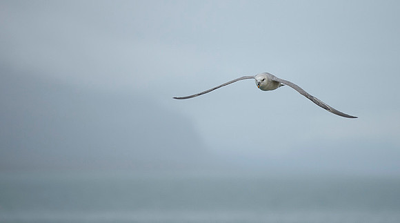 Northern Fulmar