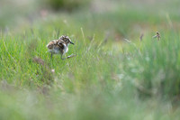 Dunlin  Biegus zmienny