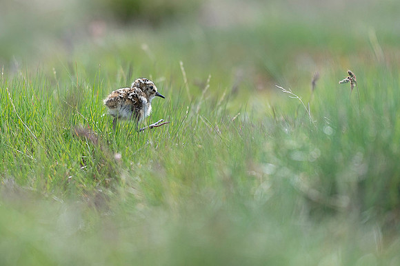 Dunlin  Biegus zmienny