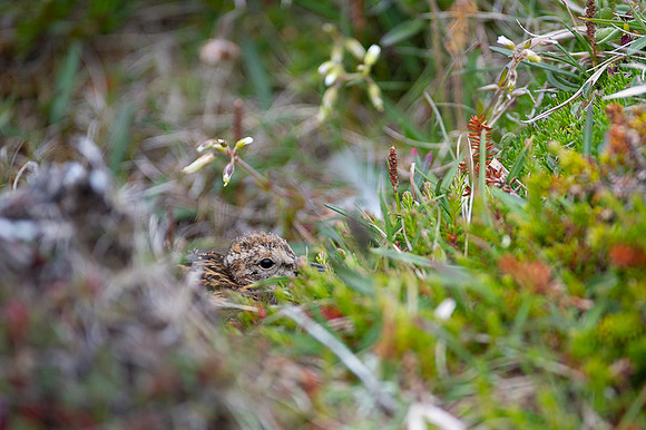 Dunlin  Biegus zmienny