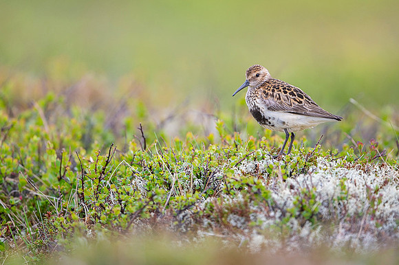 Dunlin  Biegus zmienny