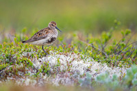 Dunlin  Biegus zmienny