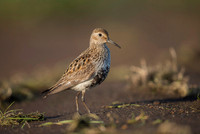 Dunlin  Biegus zmienny