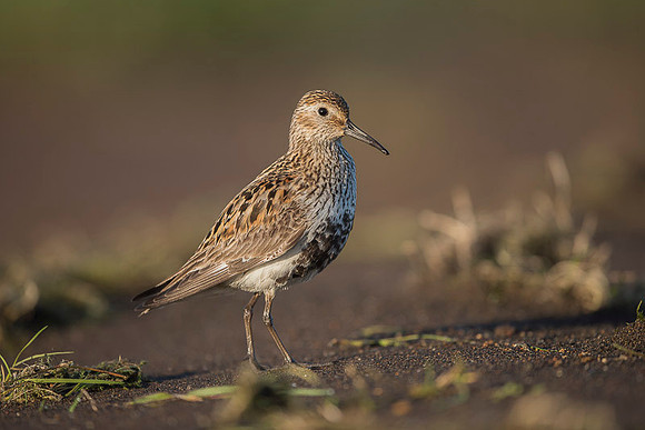 Dunlin  Biegus zmienny