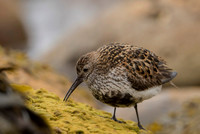 Dunlin  Biegus zmienny