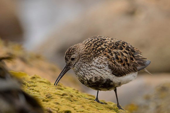 Dunlin  Biegus zmienny