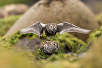 Dunlin  Biegus zmienny