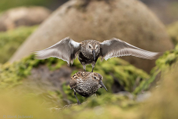 Dunlin  Biegus zmienny