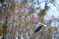 Greylag Goose / Gęgawa