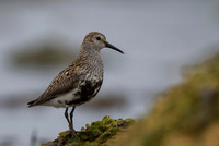 Dunlin  Biegus zmienny