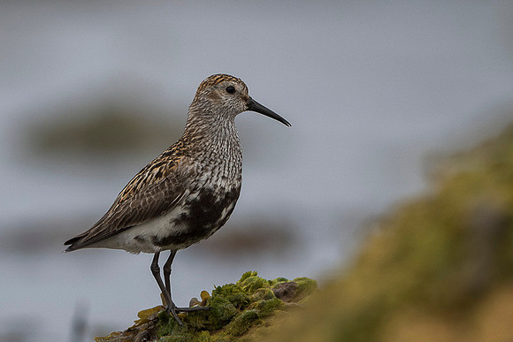 Dunlin  Biegus zmienny