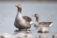 Greylag Goose / Gęgawa