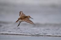 Dunlin  Biegus zmienny